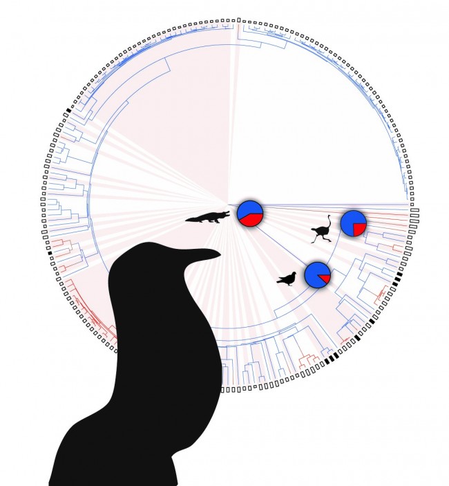 Colors show probability of each branch being an open-mouth vocalizer (blue) or a closed-mouth vocalizer (red). Pies show the probabilities that the ancestors of birds and crocodiles, palaeognath birds, and neognath birds used closed-mouth vocalization. Tobias Riede