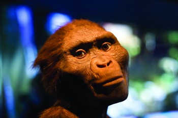 A realistic reconstruction of Lucy from a Houston Museum of Natural Science exhibit.