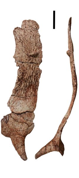 Fig. 6 Mid Post Trunk Sacral Osteo