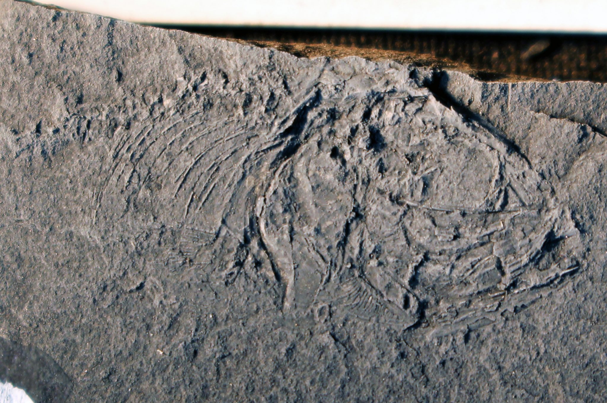 Fossil Board Game Gets Online Edition Jackson School of Geosciences