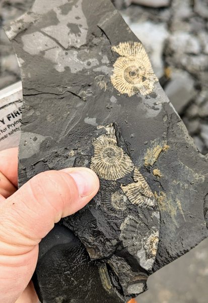 Golden Ammonites At Ohmden Quarry. Photo Credits Rowan Martindale