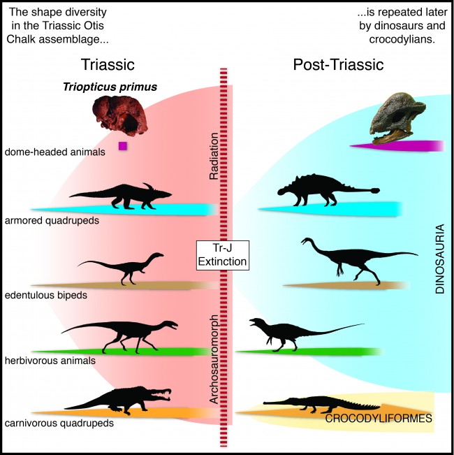 The skull of the newly described Triopticus primus offers clues to the evolution of species that lived much later.