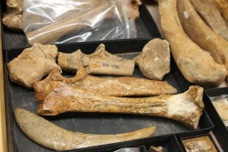 Smilodon bones at the Vertebrate Paleontology Lab. Jackson School of Geosciences.