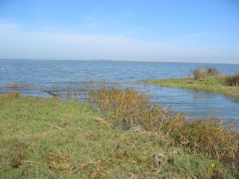 Palo Alto Baylands salt marshes