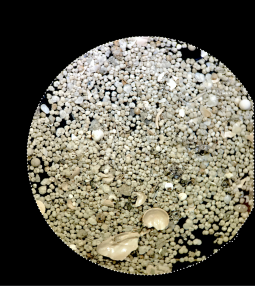 Sediment and forams under a microscope