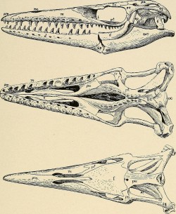 Skulls of mosasaurs from "Water Reptiles of the Past and Present." Upper figure, Clidastes, from the side; middlefigure, Platecarpus, from below; lower figure, Tylosaurus, from above.