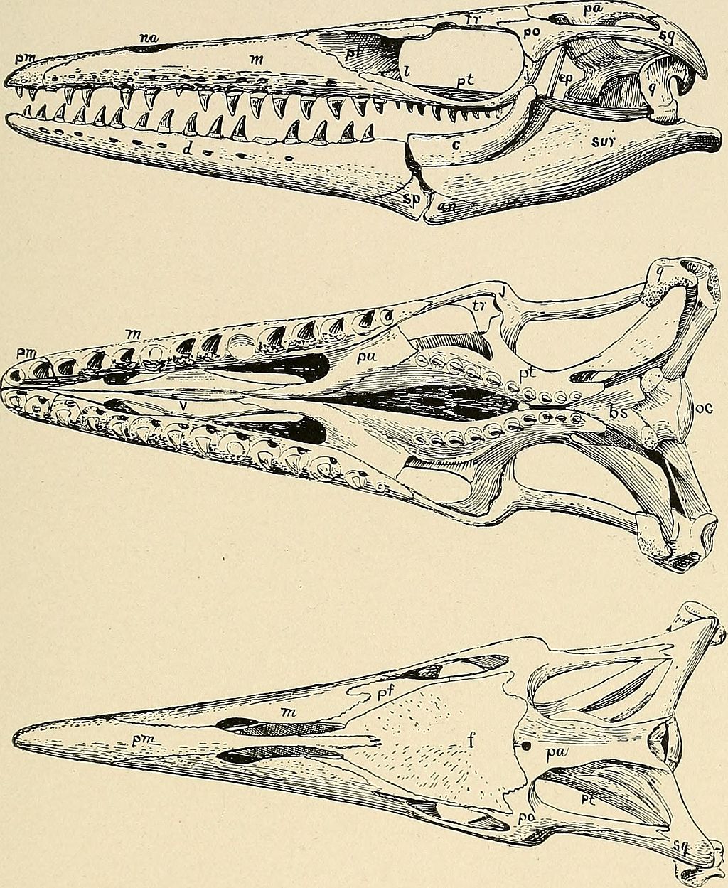 mosasaur evolution