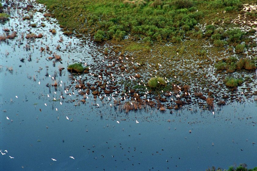 Flocks of birds soar over a green land area partially covered by water.