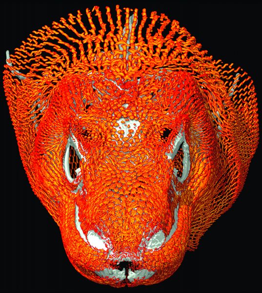 Komodo Head In Color