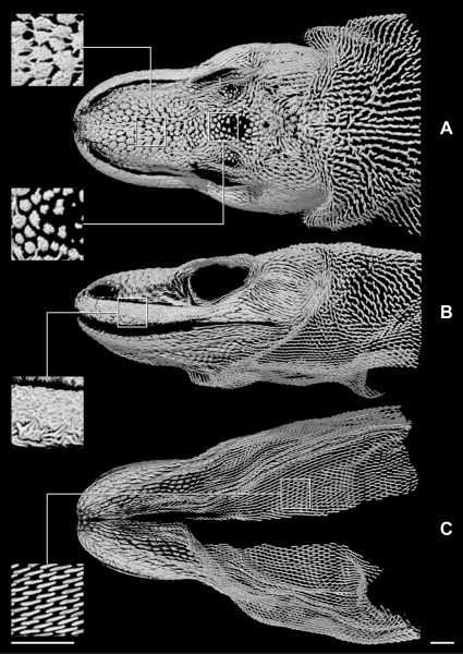 Komodo Osteoderms