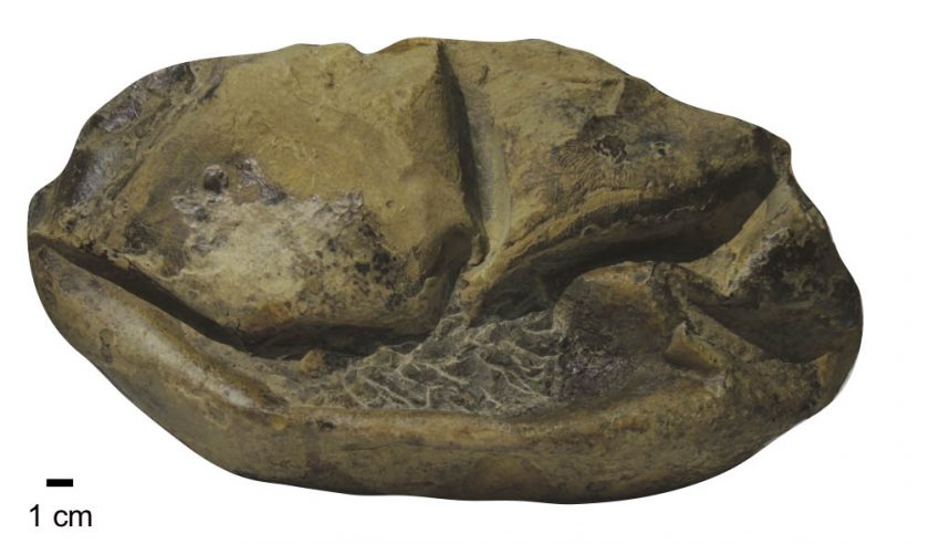 A photo of the fossil egg. 