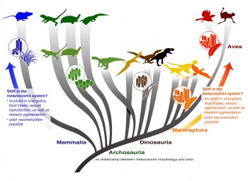 Diversity in melanosome shapes