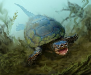 This is an artist's interpretation of the turtle Arvinachelys goldeni as it would have appeared l76 milion years ago in southern Utah.