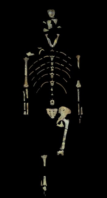 Lucy, a 3.18 million year old fossil specimen of Australopithecus afarensis. (Image provided by John Kappelman/The University of Texas at Austin)