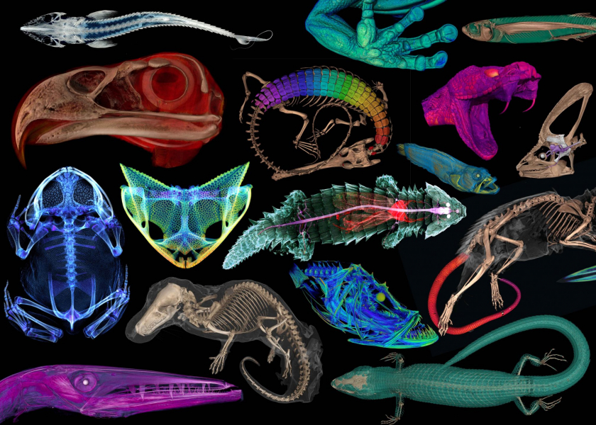 Thousands of CT-Scans from UT Austin Now Part of Online Archive ...