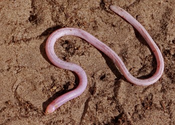 The Florida worm lizard is the closest living relative of the "Lone Star" lizard. They both belong to the taxonomic family Rhineuridae. Mary Keim