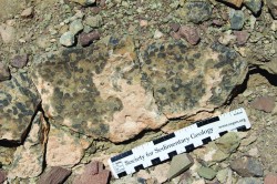 Fossilized corals on an outcrop in Morocco.