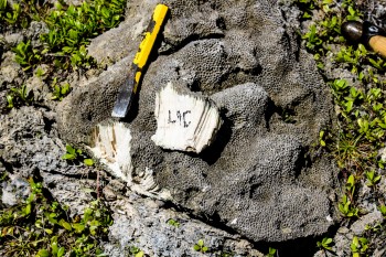 Weathering and moss can make uplifted coral blend into the background by making them look like rocks. Underneath the exterior layer the coral remains a bright white from calcium carbonate, the primary compound of coral skeletons. Image from Kaustubh Thirumala.