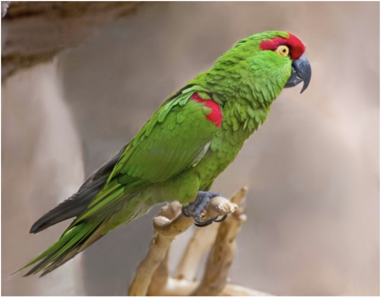 Parrot Usfws 2013