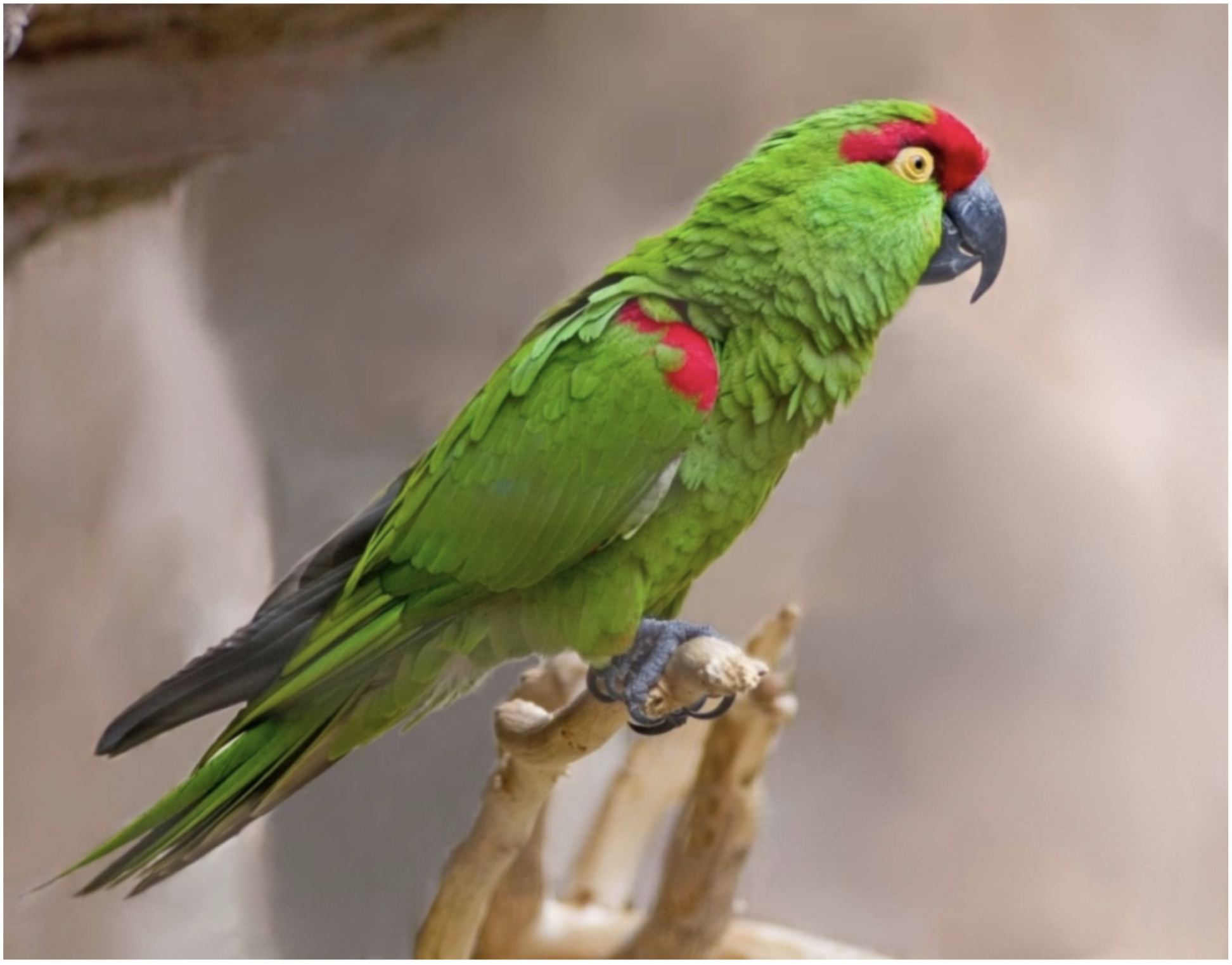 Old Bone Links Lost American Parrot to Ancient Indigenous Bird Trade, Jackson School of Geosciences