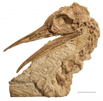 Lithornithid skull from the Green River Formation of Wyoming. Sterling Nesbitt.