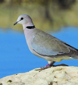 A dove's coo is an example of a closed-mouth vocalization. Tobias Riede