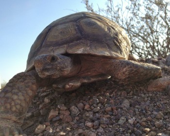 An endangered desert tortoise. 