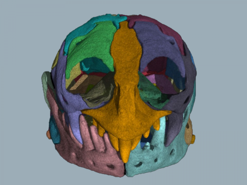 Skull Face Blue blue background