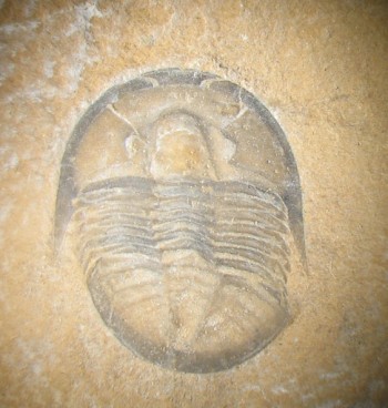 Trilobites first evolved during the Cambrian explosion. Over 20,000 species have been recorded.