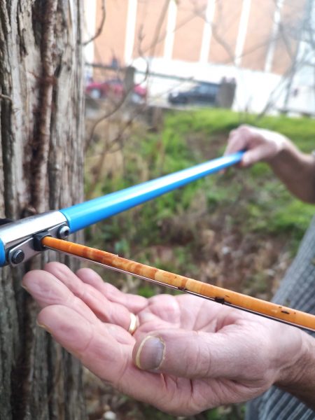 A thin clear tube is shown coming out of a tree. Inside are layers of the tree bark.
