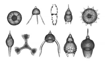 Microscope photo showing a variety of shapes and types of radiolarians