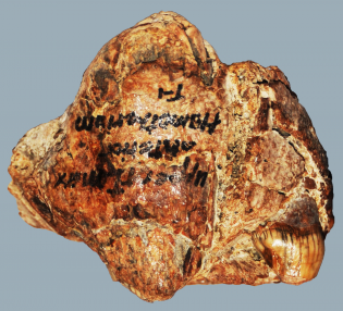 Ugly Fossil A Grey