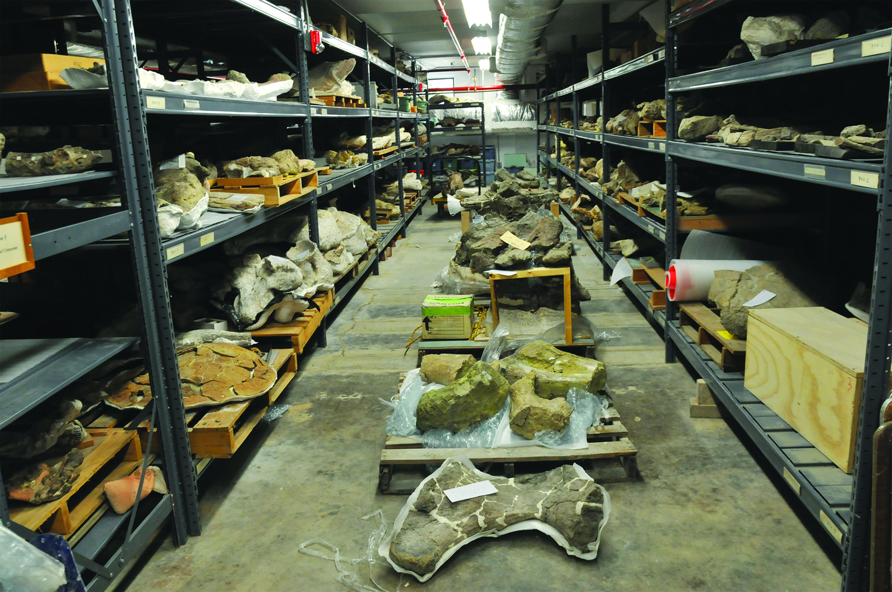 Going Paleo Jackson School of Geosciences The University of Texas at Austin