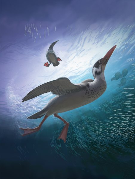 An artist’s interpretation of the world’s oldest known modern bird Vegavis iaai.