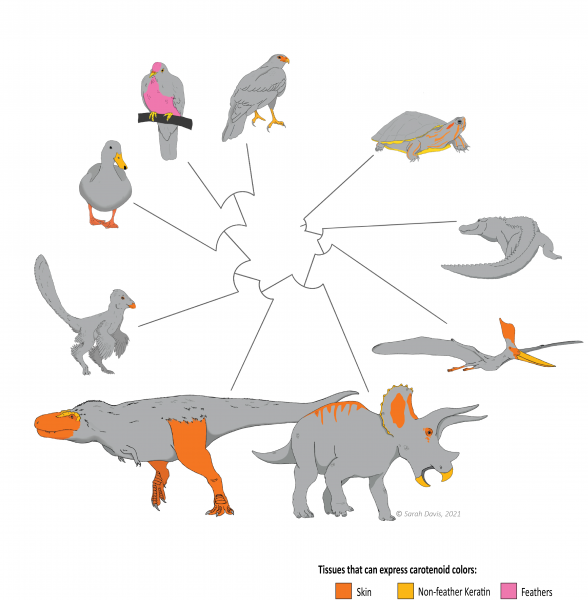 A simplified evolutionary tree showing where bright colors appear on birds and other living species from this study and where these colors may have appeared on their extinct relatives, including dinosaurs