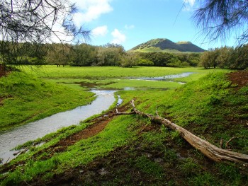 A view of the headwaters of Waianaia Gulch on the wet-side, which terminates at a cinder cone, known in Hawaii as a pu’u. Brendan Murphy.