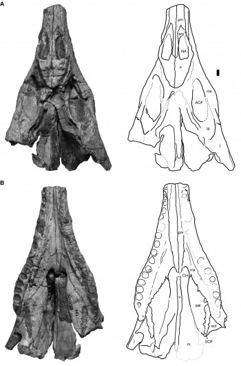 Wannia scurriensis