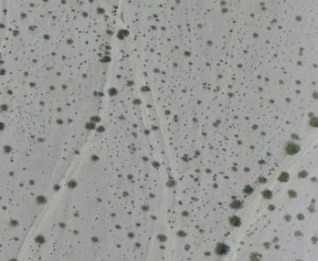 Aerial Creosotes