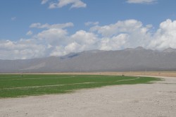 In the mid 1990s, Mexico’s largest dairy, bought land in the Ocampo Valley north of Cuatrociénegas and drilled deep water wells to irrigate fields of alfalfa for their cattle. Some scientists and conservationists think the valley’s drying out is related. Photo: Marsha Miller