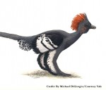 Artist's rendering of Anchiornis huxleyi by Michael DiGiorgio.