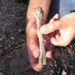 The tibia of Asilisaurus, following excavation in 2007. Photo by Roger Smith.