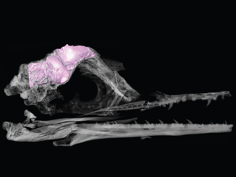 Bird Brain Resized