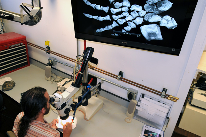 Ct Scans Revolutionize Fossil Preparation Jackson School Of Geosciences The University Of