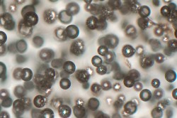 “You can imagine if it’s harder to get bubbles to nucleate, then you might be more likely to get an explosive eruption,” said Gardner. These gas bubbles, magnified 20 times, are trapped in a solidified sample from Gardner’s experiment.
