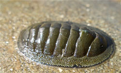 Chiton