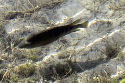 This cichlid is one of more than 70 plant and animal species found nowhere else on Earth.	Photo: Marsha Miller