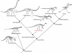Sarahsaurus Cladogram