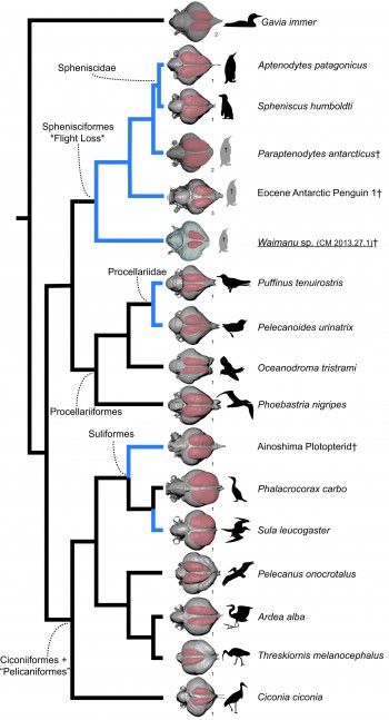 Comparative representation of waterbird endocasts (as viewed from the top of the brain) mapped onto a supertree of waterbirds. The supertree shows evolutionary relationships between different bird species. The endocast of the penguin the researchers studied is Waimanu sp. Courtesy of James Proffitt.