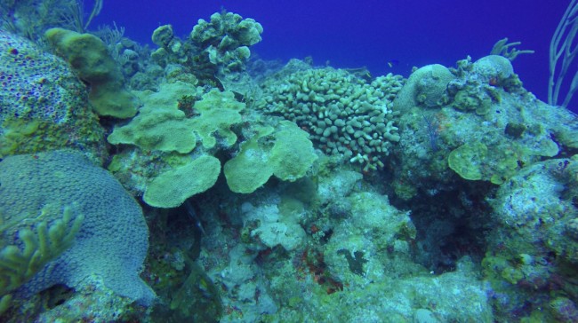 Mixed coral assemblage near reef margin 