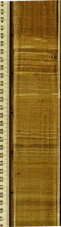 Sediment core taken from Lake Bosumtwi, Ghana displaying annually deposited layers. These layers provide a high-resolution chronology for the sediments and a means of reconstructing past climate variations. Photograph by T.M. Shanahan and W. Wheeler.